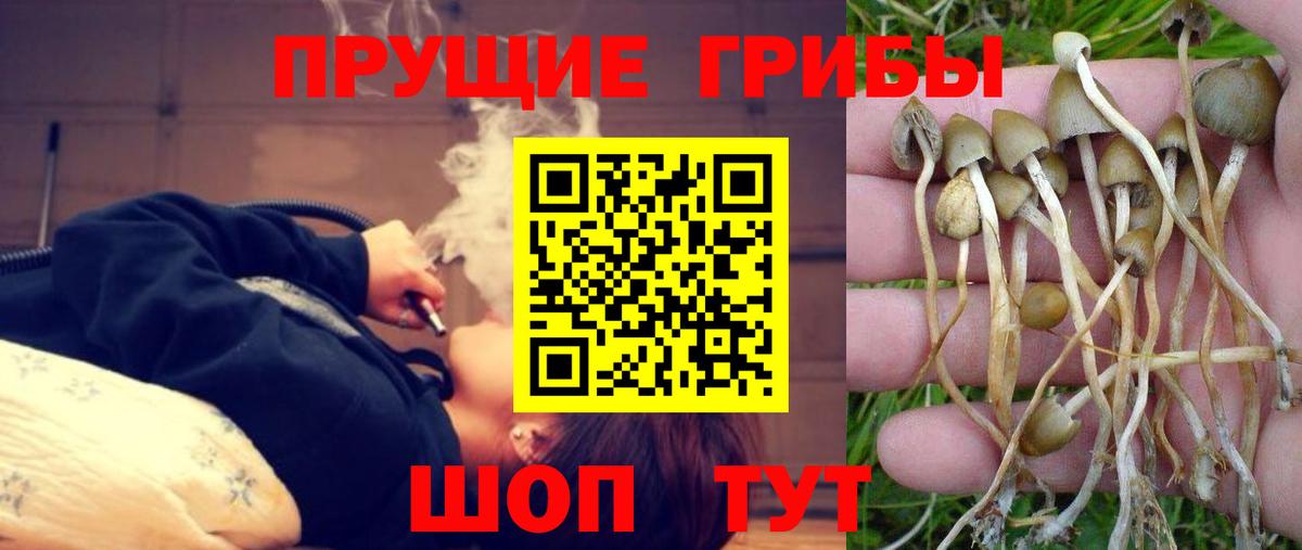 Галлюциногенные грибы MAGIC MUSHROOMS  Вход с VPN  купить наркотики цена  Ржев  Псилоцибиновые грибы MAGIC MUSHROOMS 